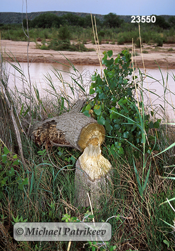 North American Beaver (Castor canadensis), feeding signs